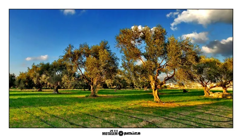oliveweb.jpg
