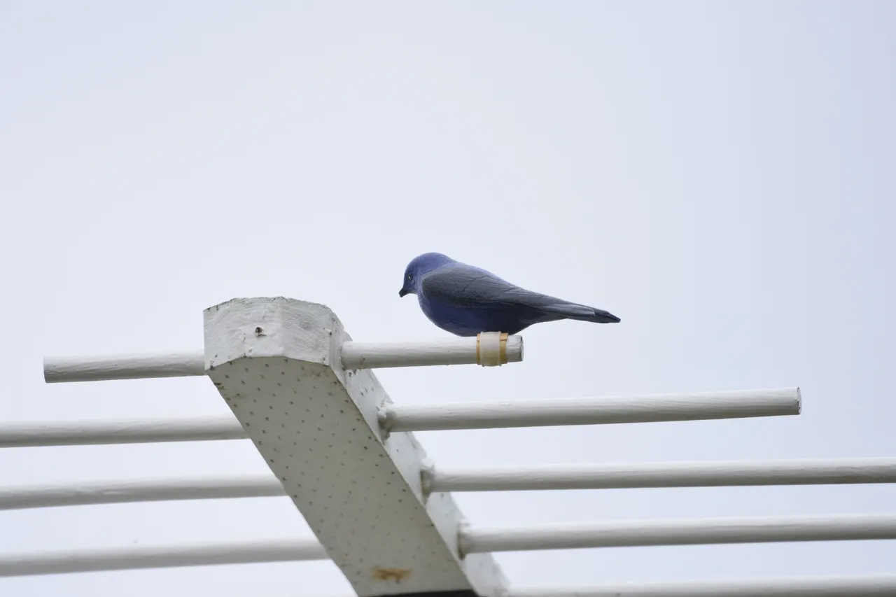 DSC_5350.jpg