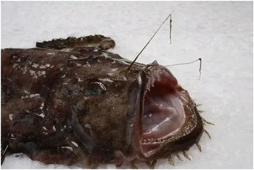 monkfish.jpg