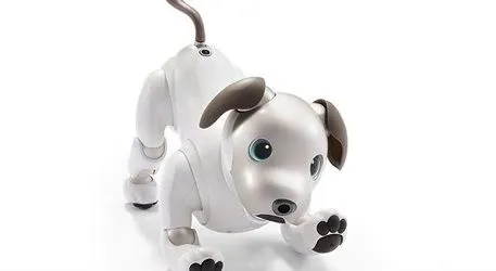 aibo-457.jpg