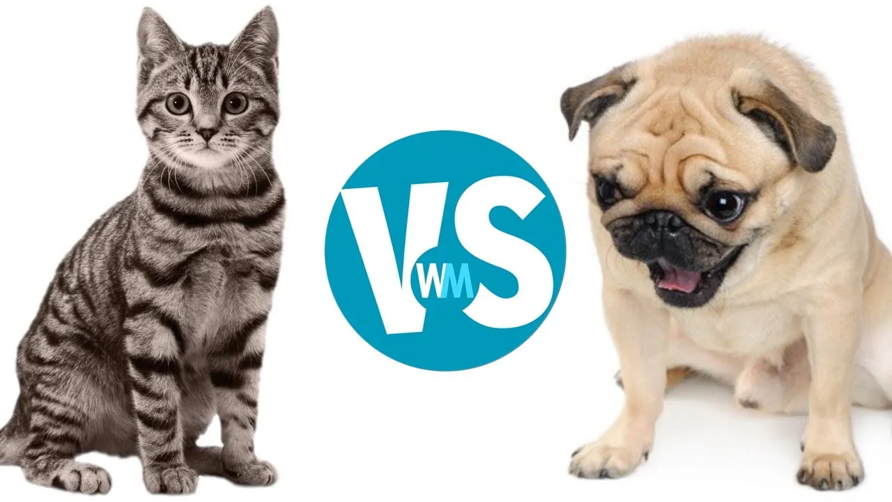 catsdogs.jpg