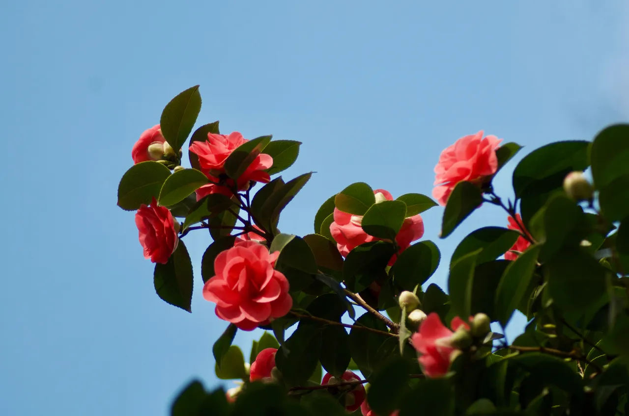 DSC_3679.jpg
