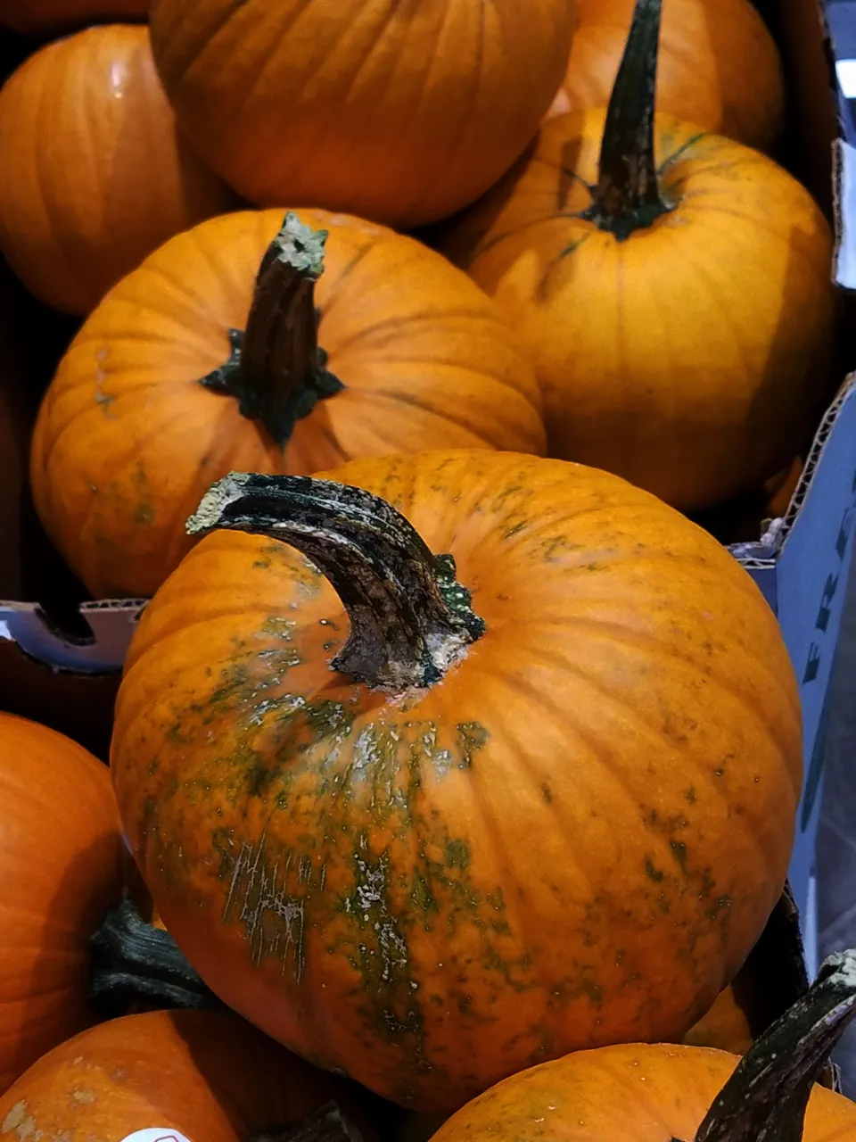 pumpkins.jpg