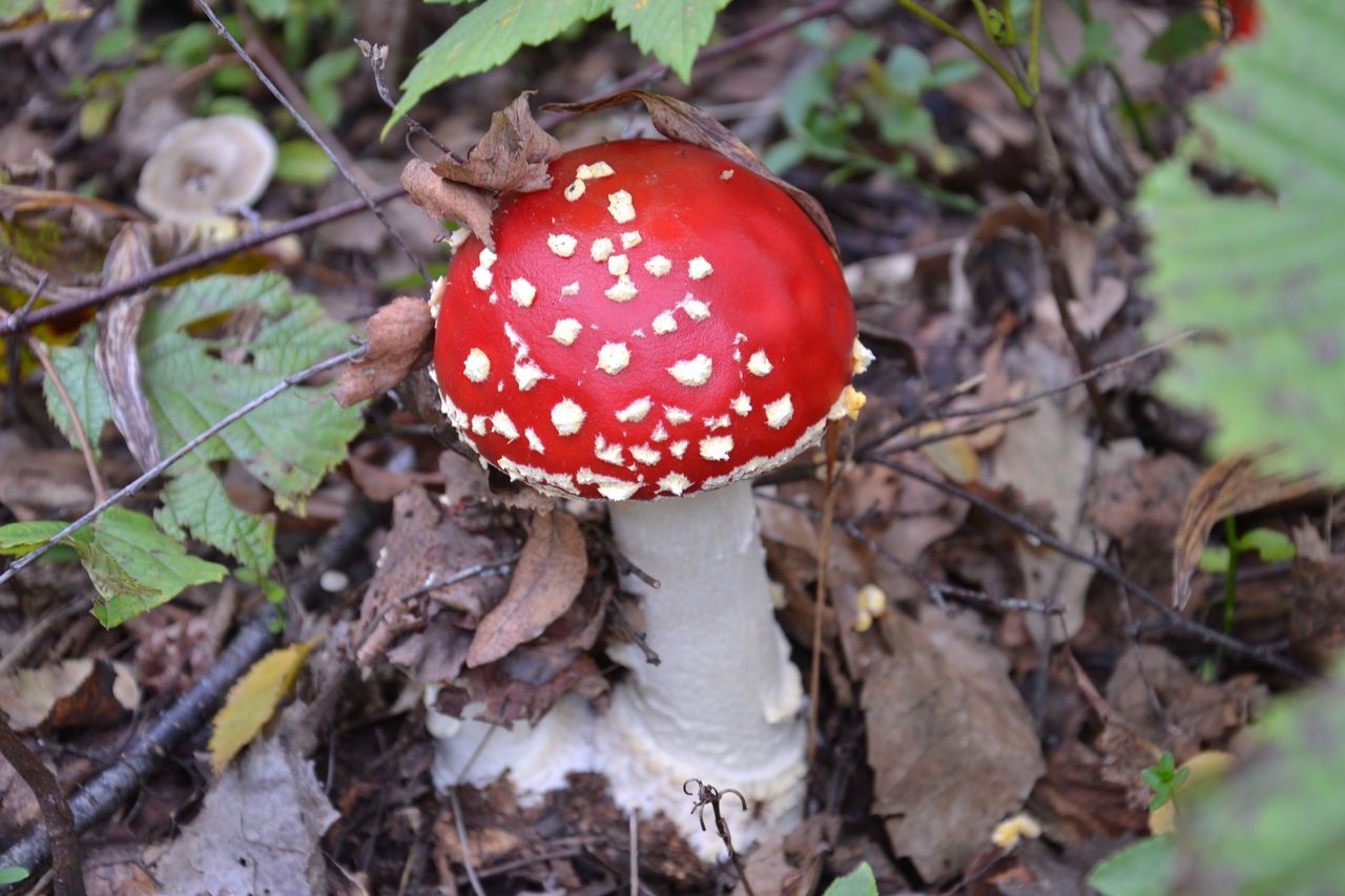 DSC_0005.JPG