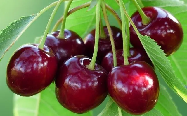 cherries.jpg