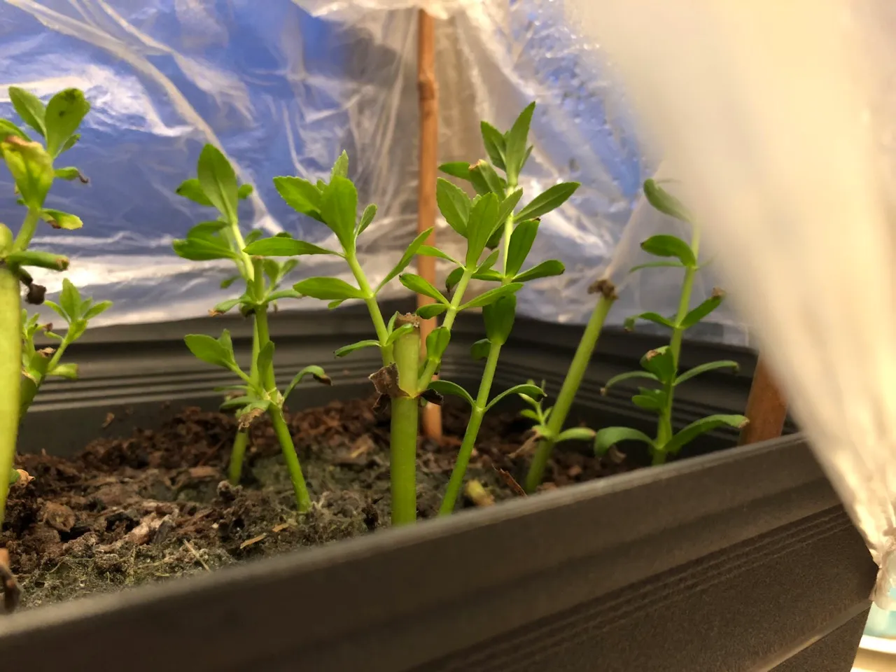 Propagating Rice Paddy Herb inside