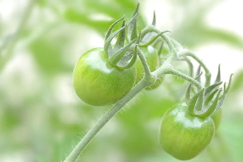 tomatoes.jpg