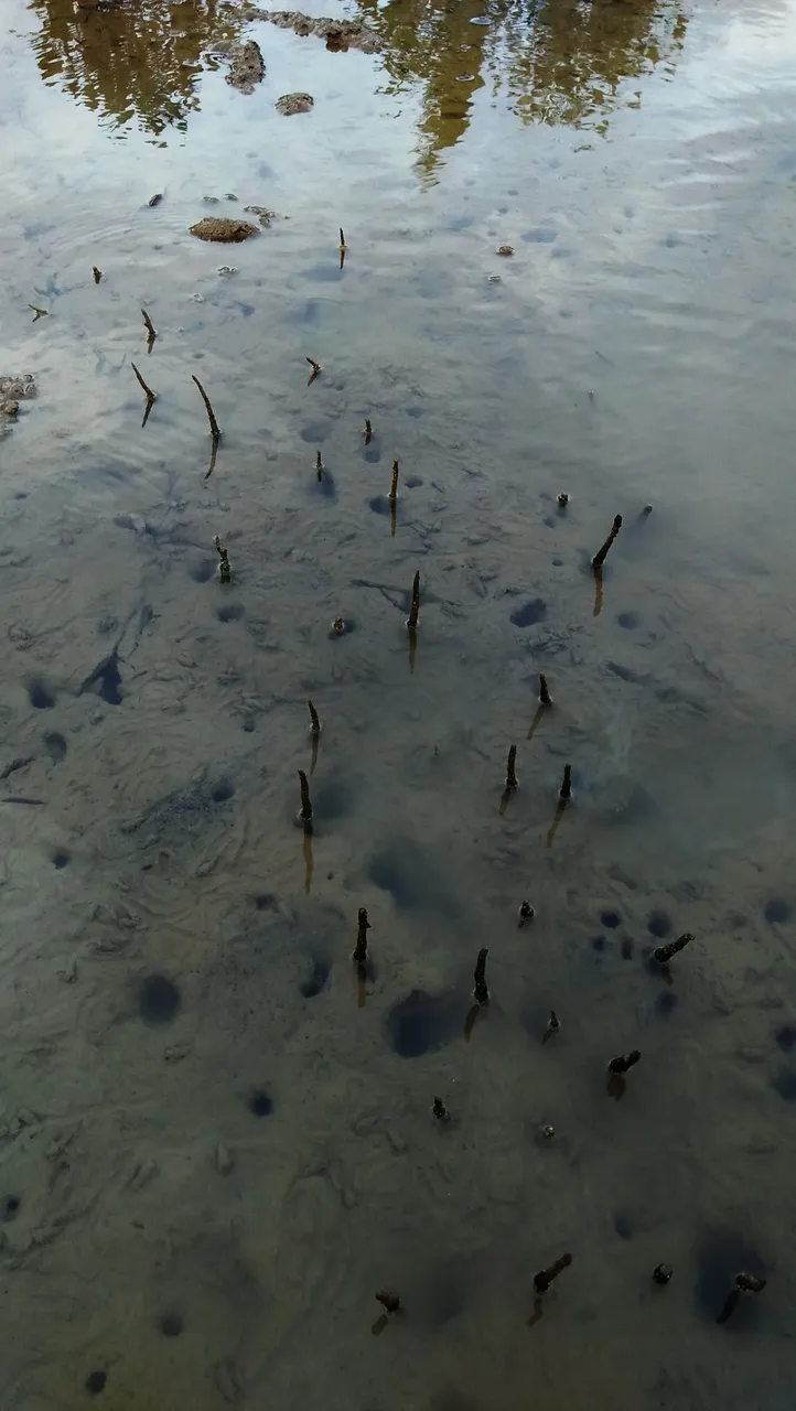 estuary1.jpg