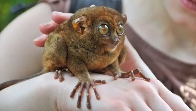 Tarsiers.jpg