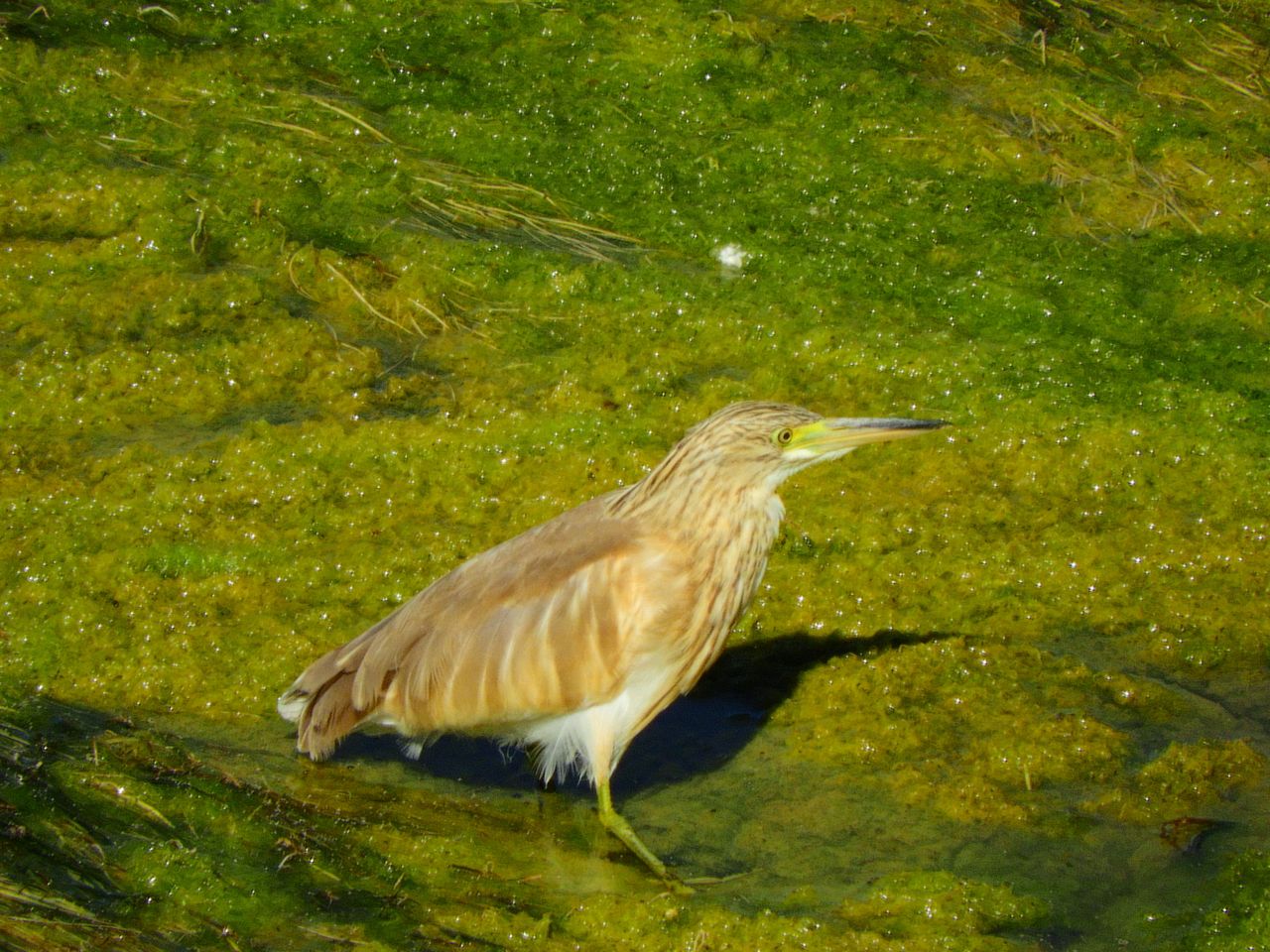 DSCN2234.JPG