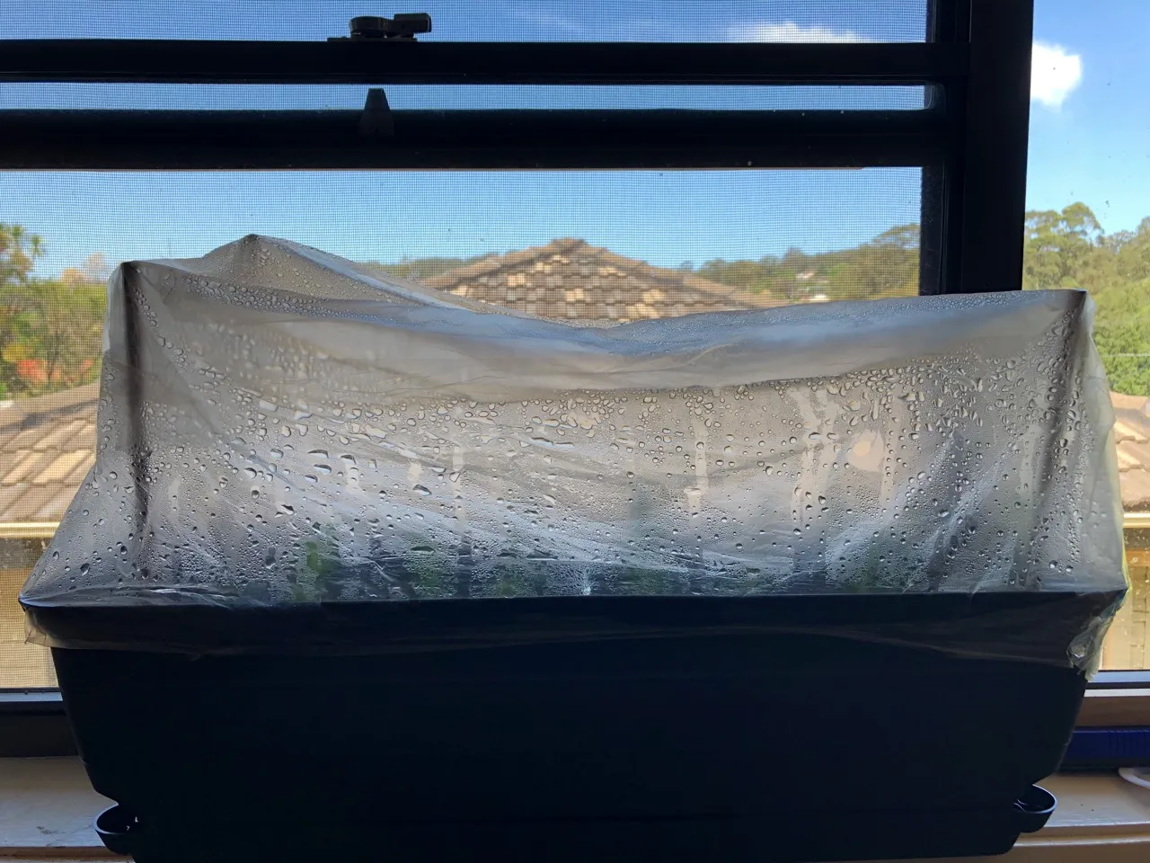 Rice Paddy Herb in indoor small greenhouse