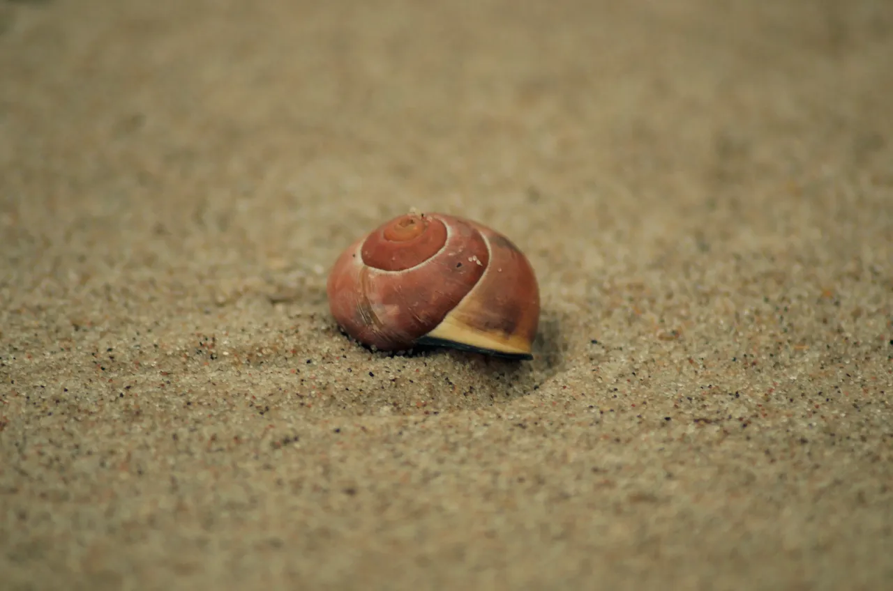 DSC_2663.jpg