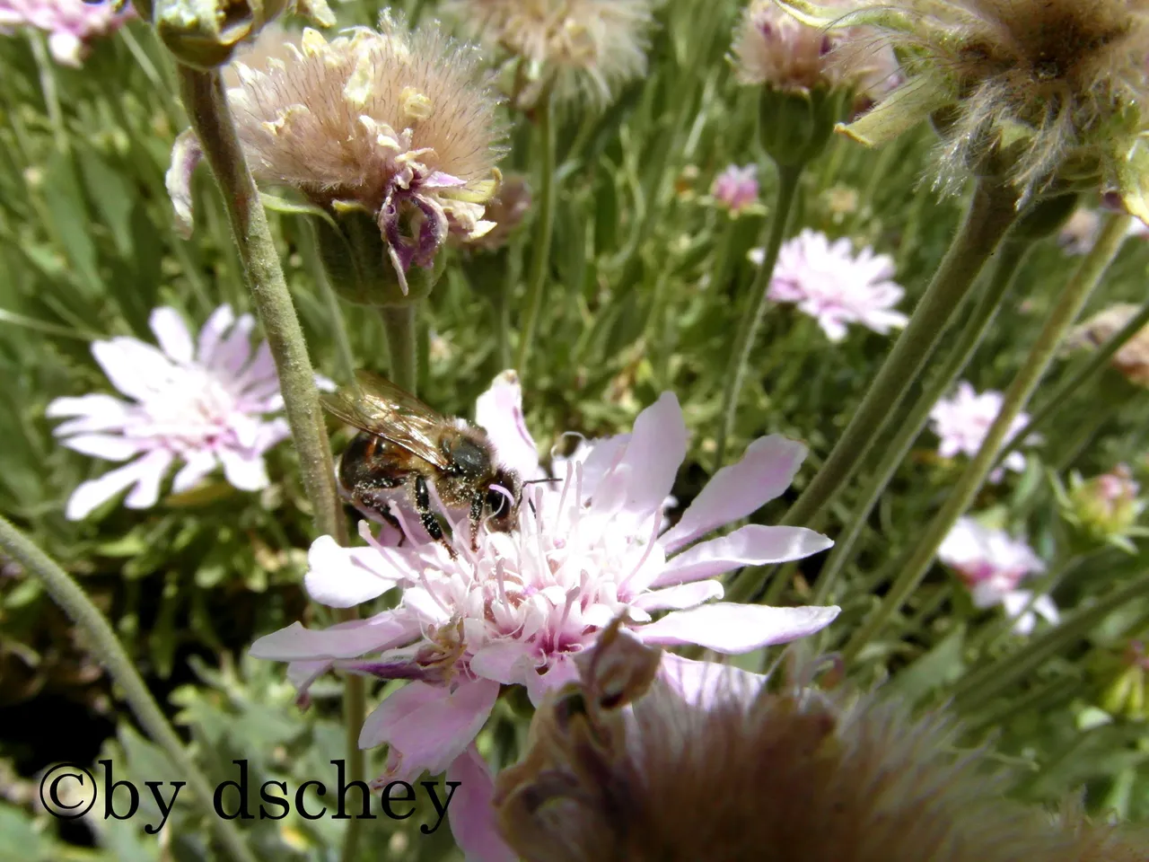 bee on teide