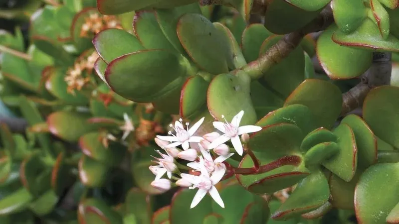 Crassula.jpg