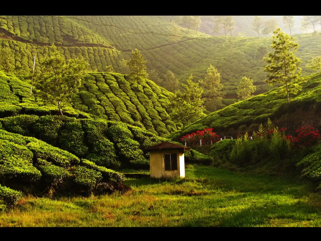 munnar-1.jpg