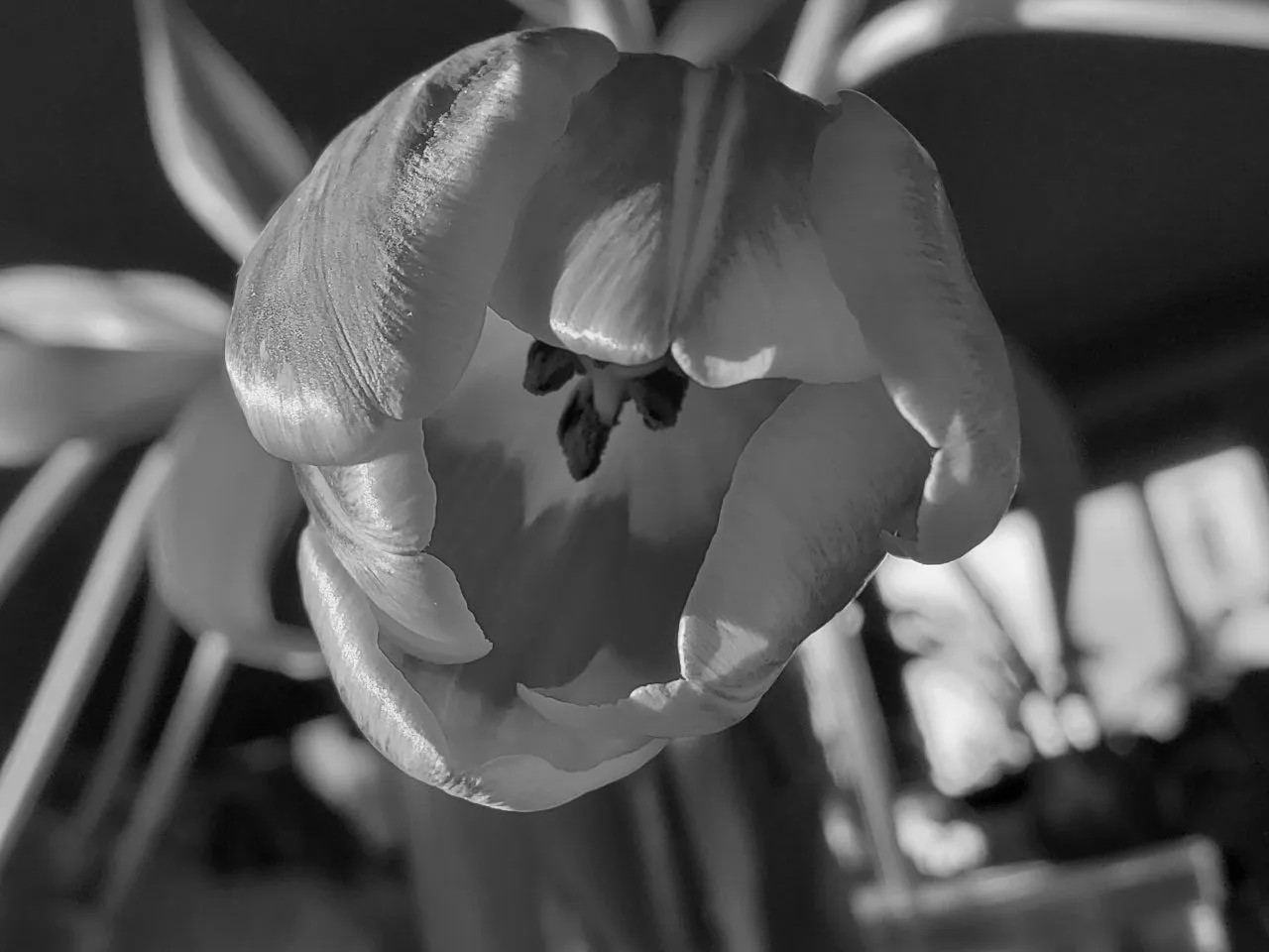 tulip_bw.jpg