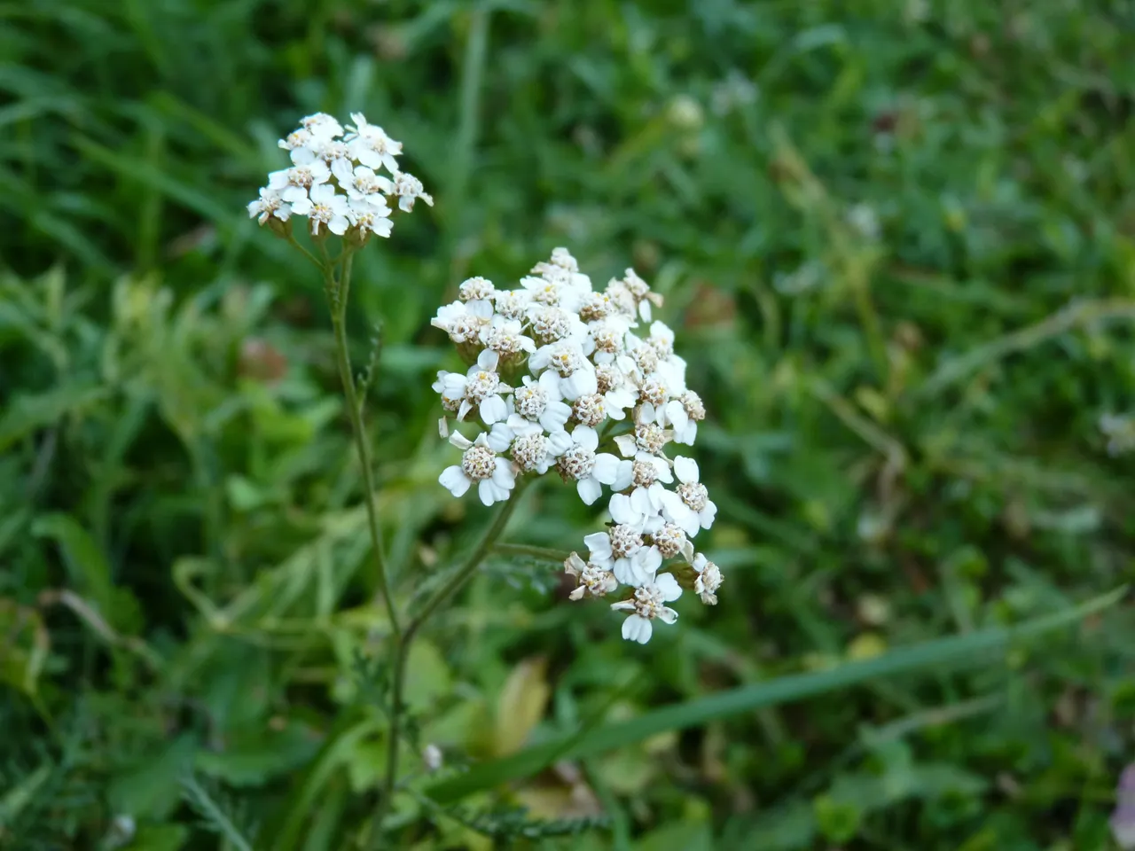 P1150654.JPG