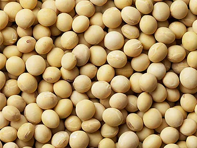 soybeans.jpg