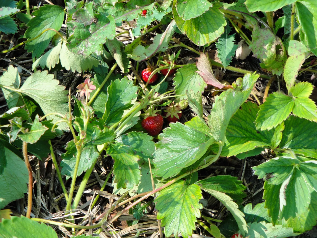 DSC00413.JPG