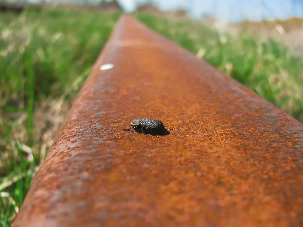 insects