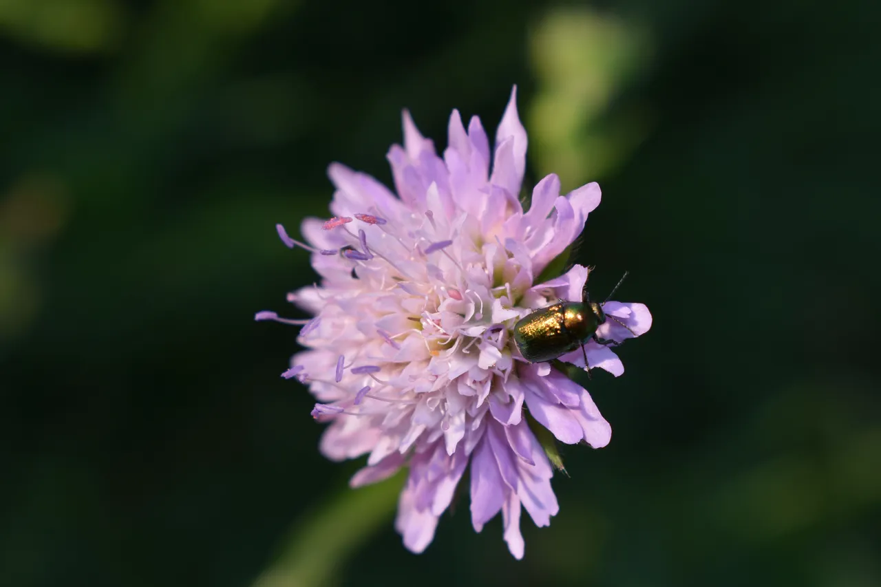 DSC_0115.JPG