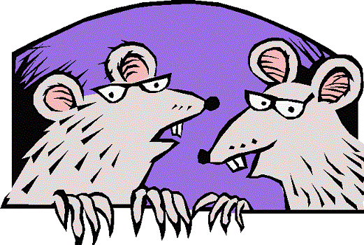 rats 4.gif
