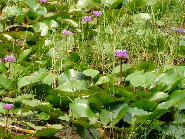 DSC08129.JPG