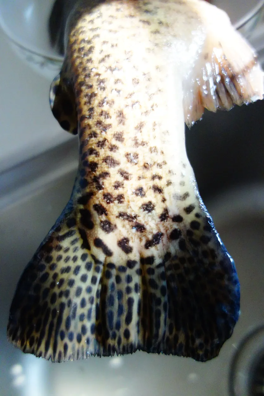 DSC07444.JPG