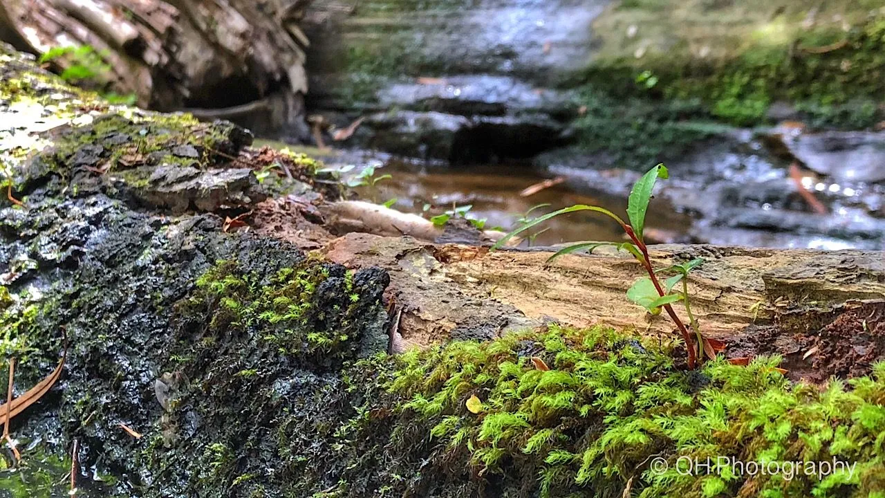 Somersby Falls, Brisbane Water National Park, NSW, Australia
