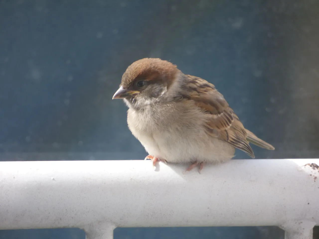 P1020115.JPG
