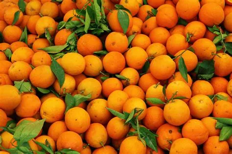 oranges.jpeg