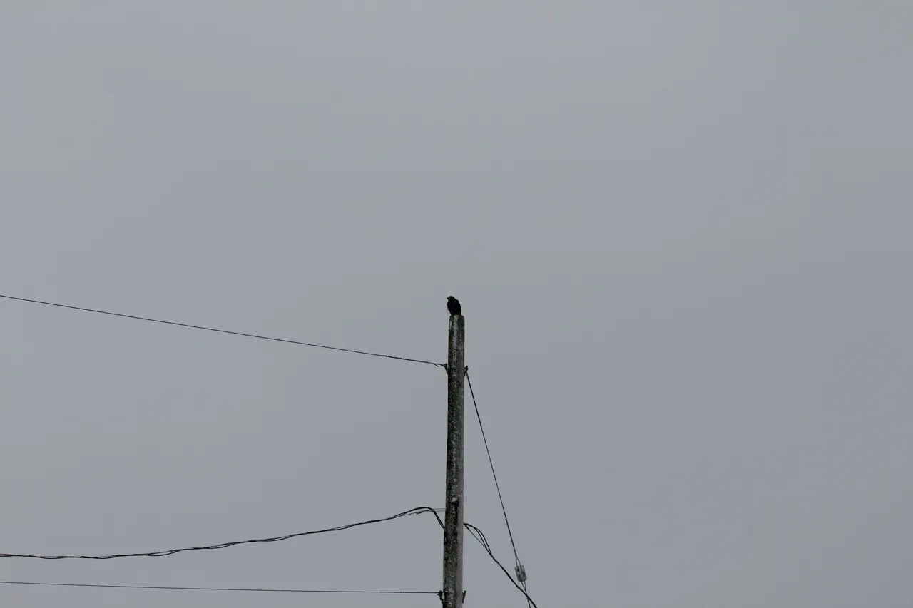 IMG_2666.JPG