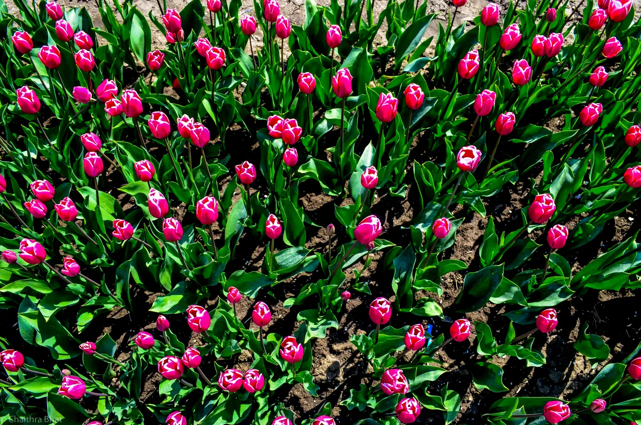 DSC_0148.jpg