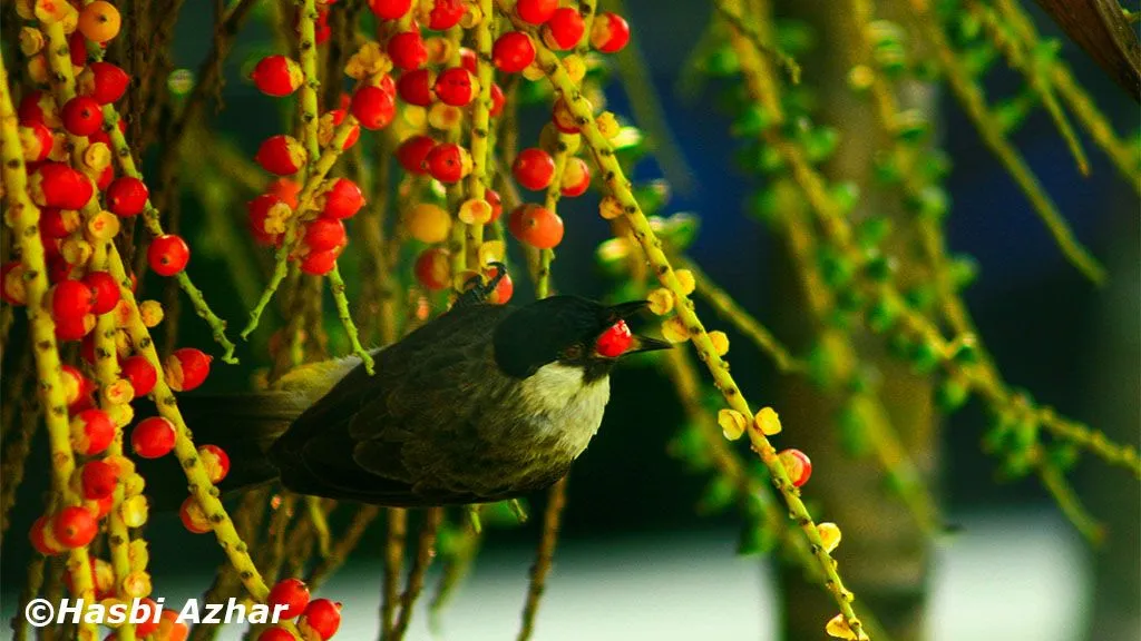 BURUNG_5.jpg