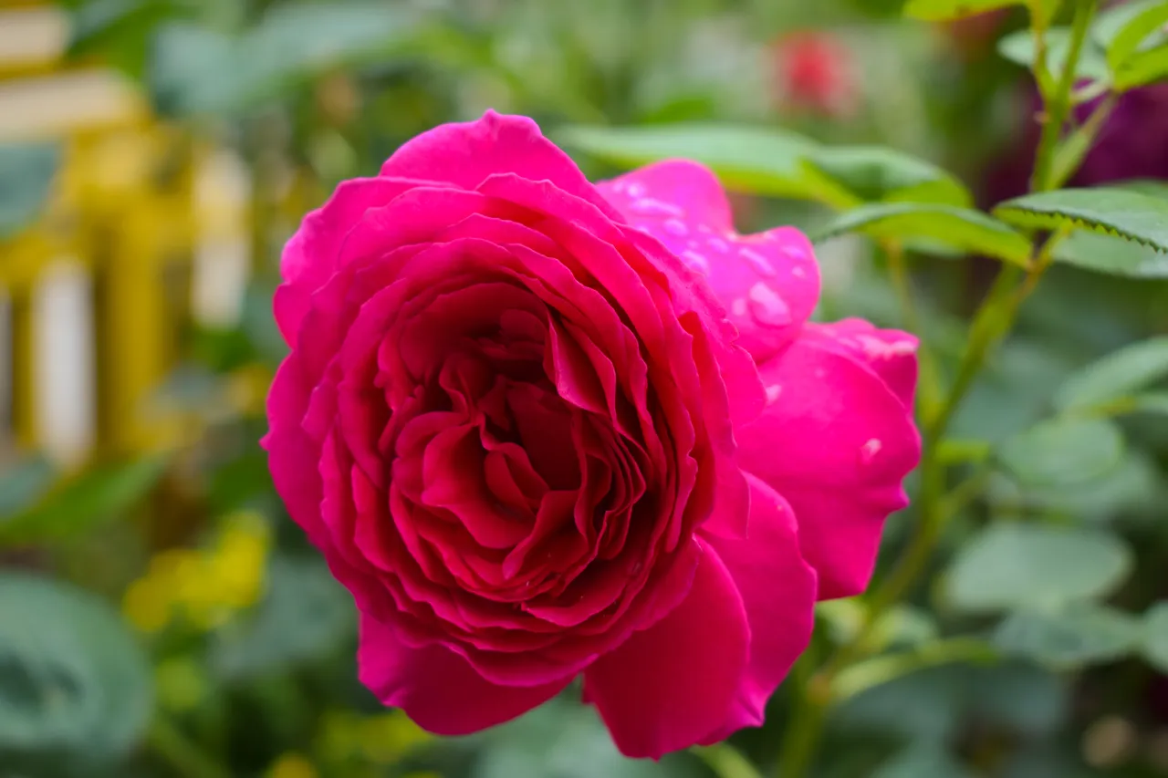 DSC_0105.jpg