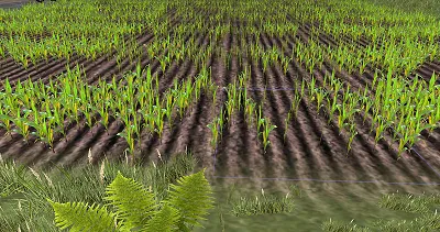 cornfarm.png