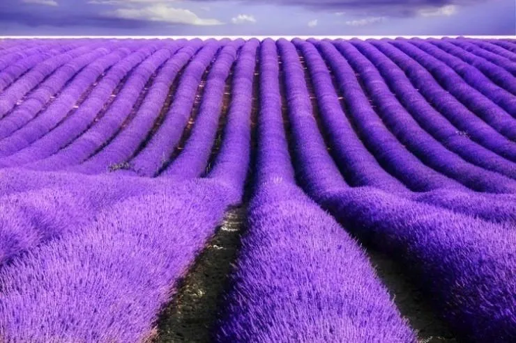 lavender.jpg