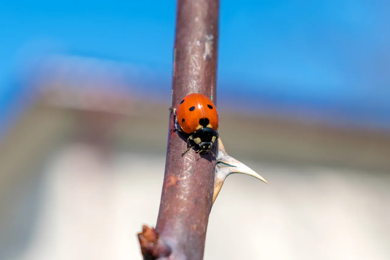 DSC_0459.jpg