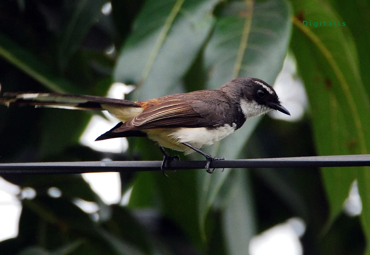 DSC_3365.JPG