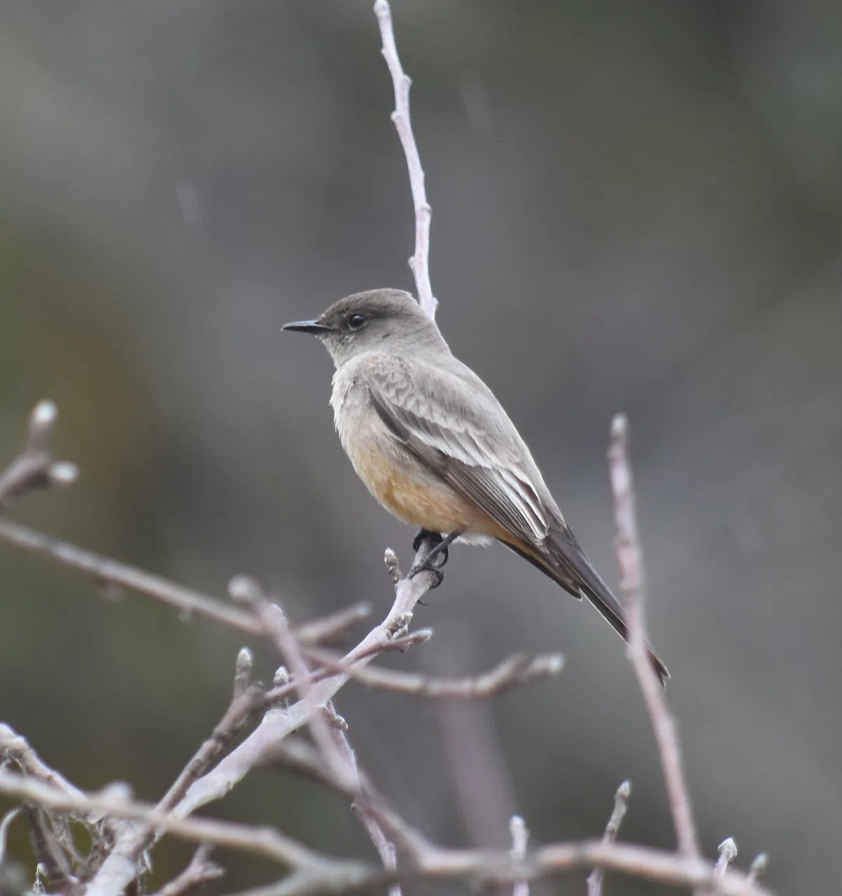 DSC_6574.jpg