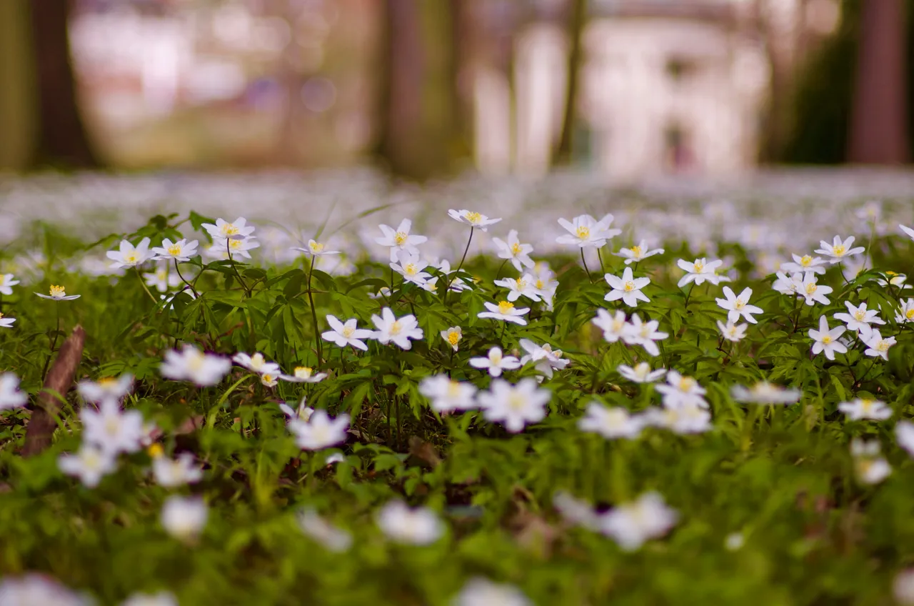 DSC_3600.jpg