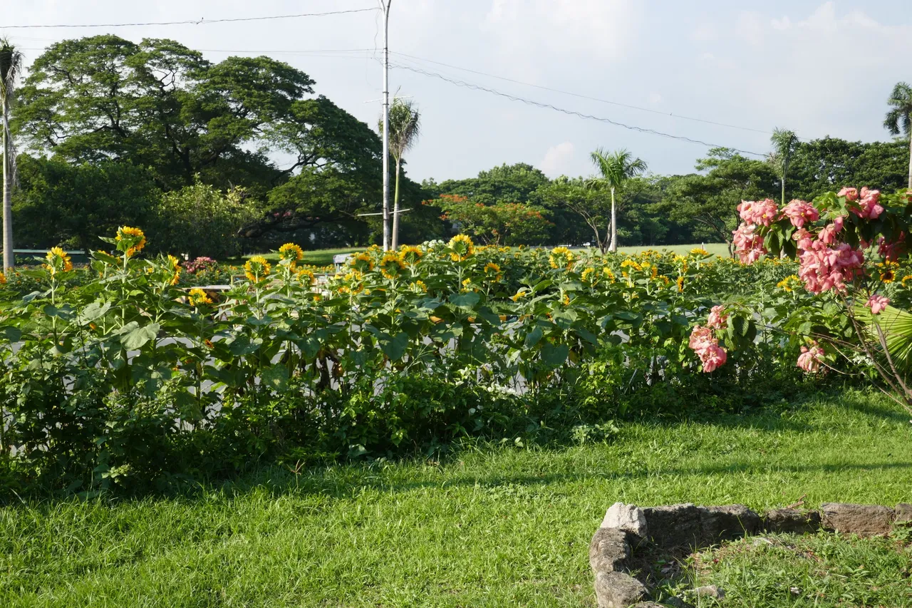 P1010003.JPG
