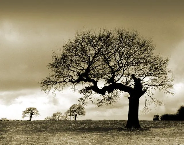 Oak_tree.jpg