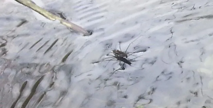 waterbug.jpg