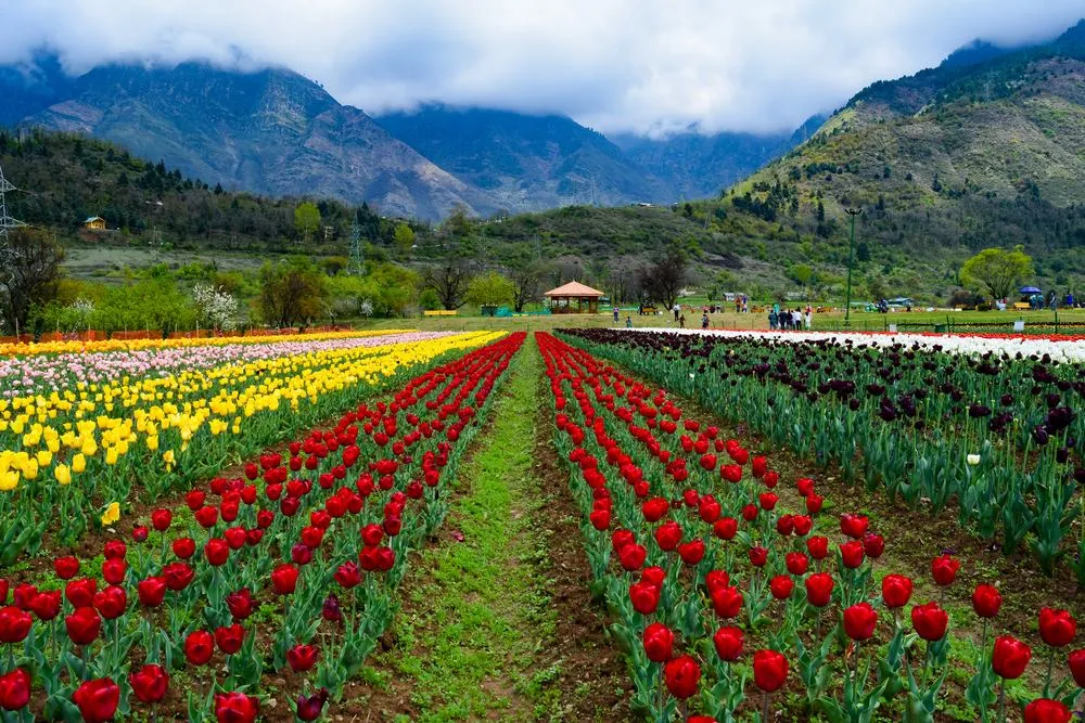 kashmir5.jpg