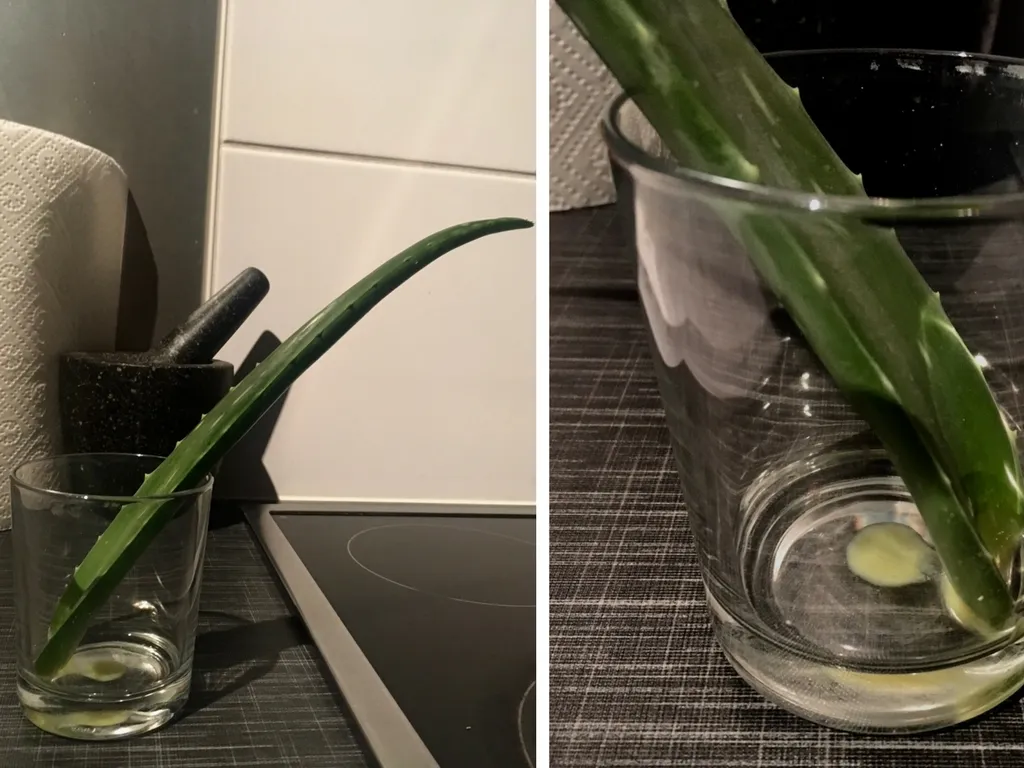 Aloe 1.jpg