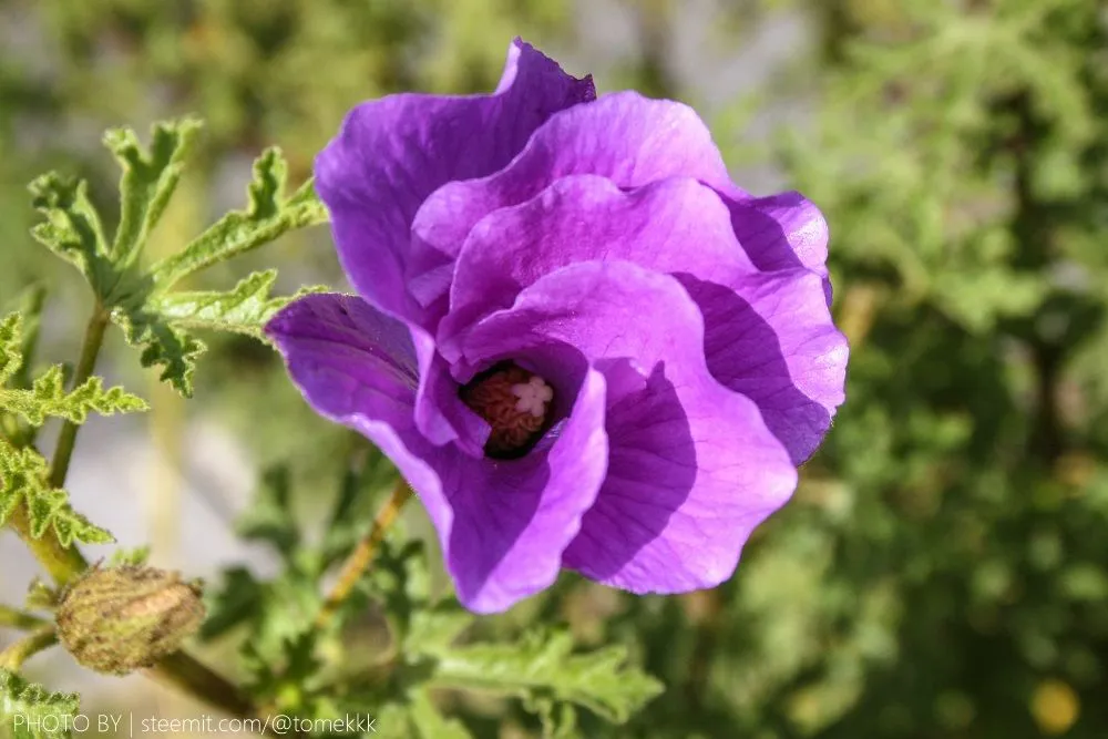 IMG_8664.jpg