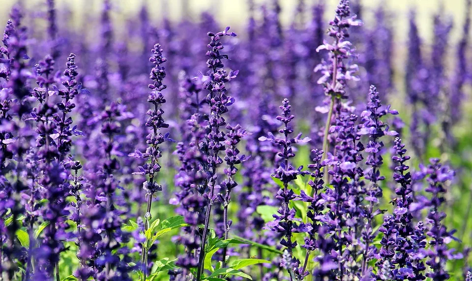lavender.jpg