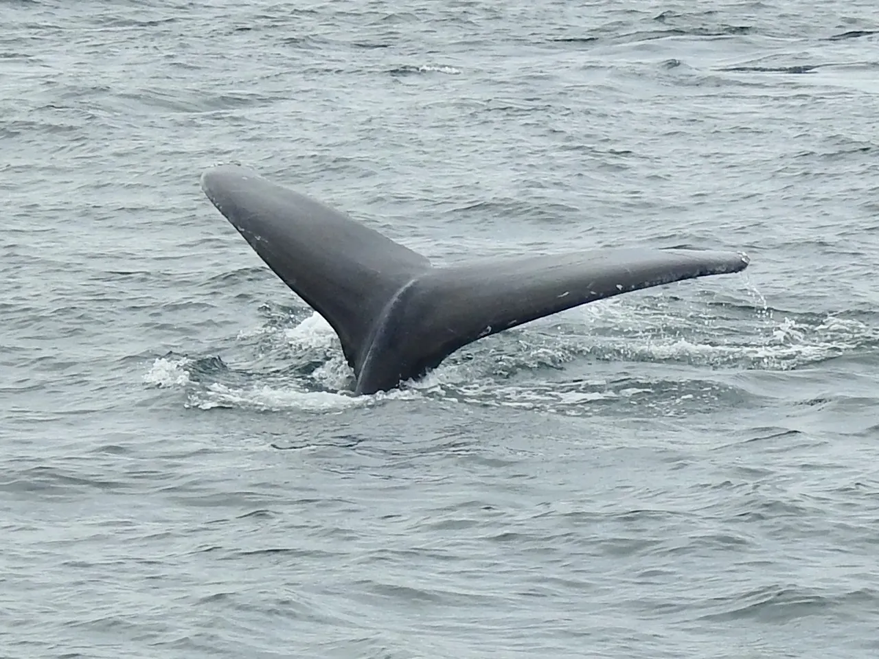 DSCN2372.jpg