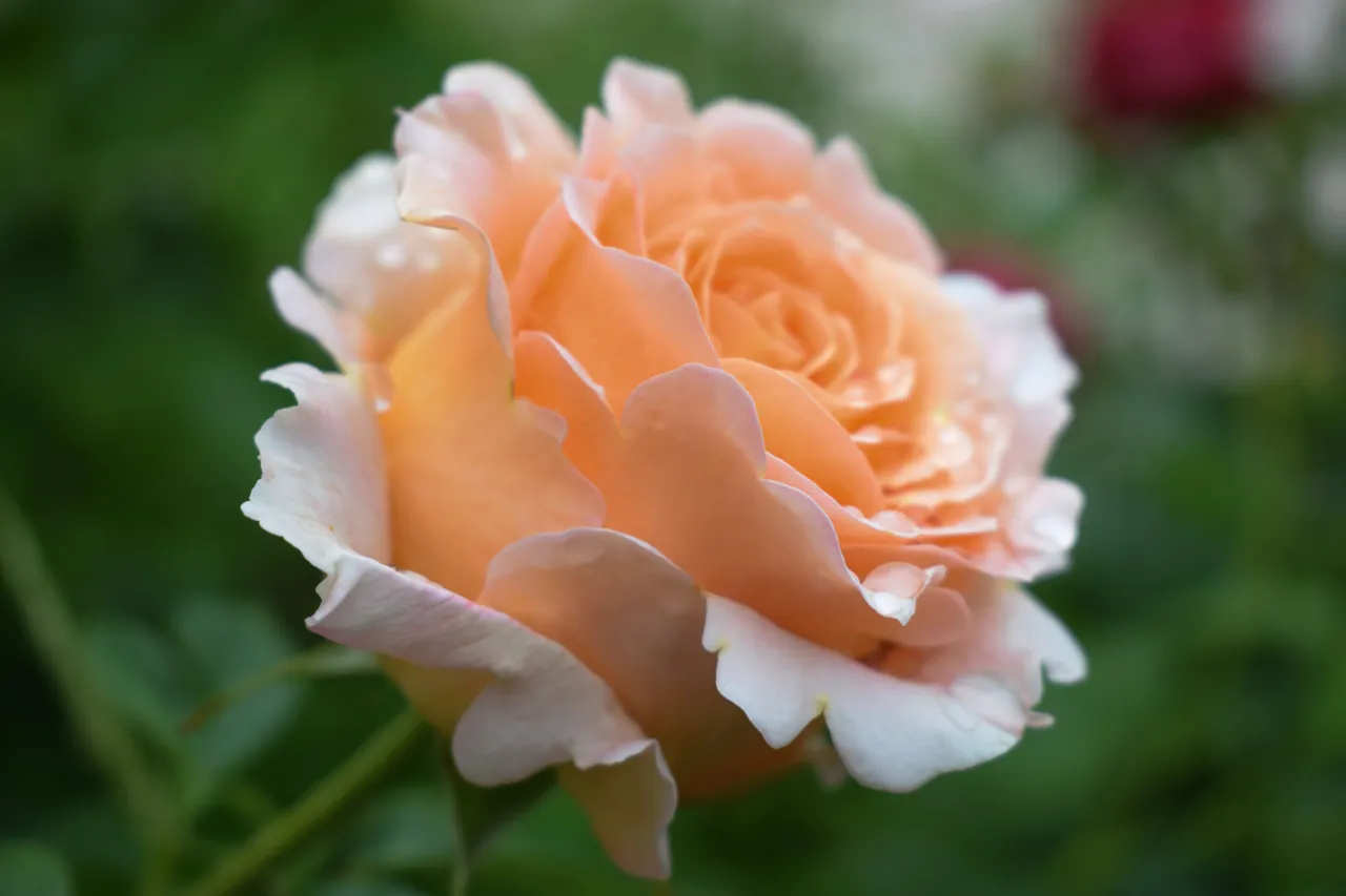 DSC_0049.jpg